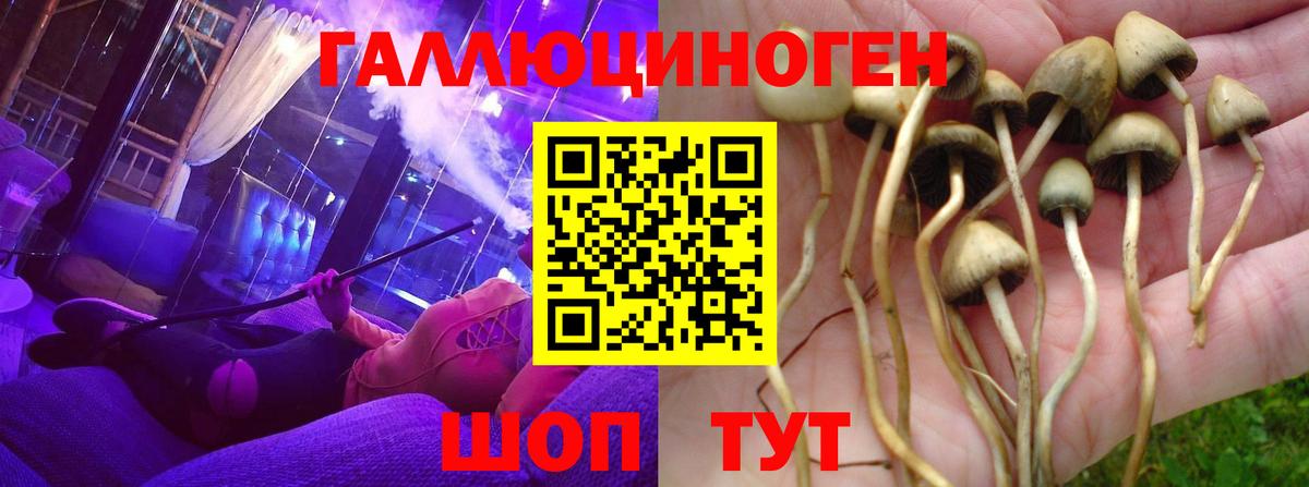 Холмск  Галлюциногенные грибы Psilocybine cubensis  Вход с VPN 